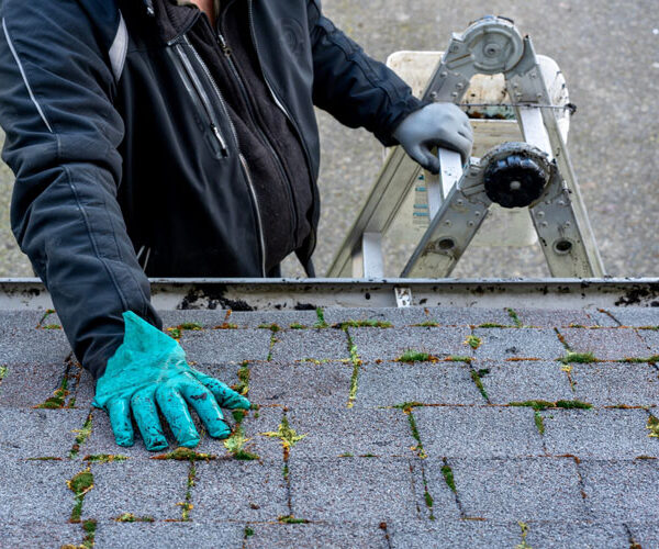 Pressure Washing Algae Removal For Your Roof