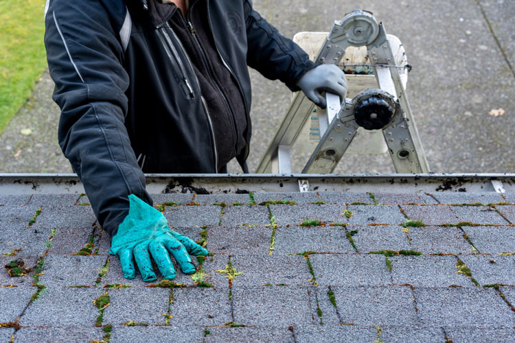 Pressure Washing Algae Removal For Your Roof A D Pressure Cleaning